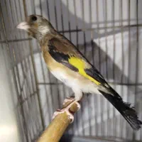 سهره چونه سفید نر|پرنده|مشکیندشت, |دیوار