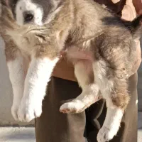 توله الابای در گلستان|سگ|کرمان, |دیوار