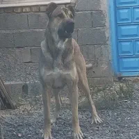 سگ سرابی ۲ ساله|سگ|محمدشهر, محمدشهر|دیوار