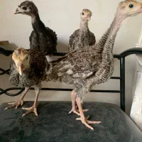 تعدادی جوجه برهما و جوجه بوقلمون رسمی ۱ ماهه|حیوانات مزرعه|تهران, تهرانپارس شرقی|دیوار
