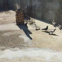 کبوتر