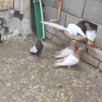 پول خوب کبوتر خوب