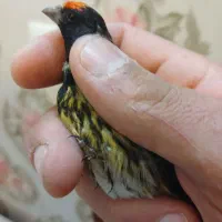 گلبسر سهره. قناری. معاوزه