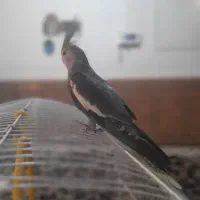 عروس هلندی نر