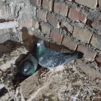 کبوتر افغان جفتی ۵۰۰