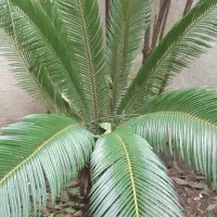 نگهداری از سالمند آقا - مرکز شهر رشت