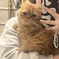 گربه گارفیلد پرشین،شناسنامه دار