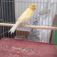 قناری نر وماده وسهره