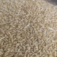 گندم دیمی وران ۲۵۰۰۰