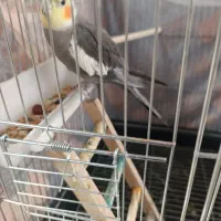 عروس هلندی نر|پرنده|فلاورجان, |دیوار