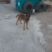 یک جفت نره و ماده