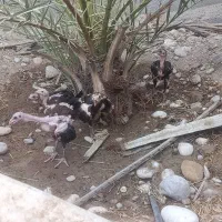 جوجه مرغ لاری
