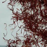 زعفران بسیار مرغوب