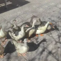 فروش قو غاز بالغ