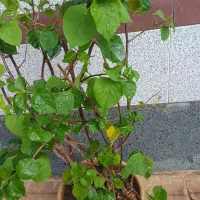 گل کاغذی