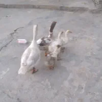 غاز