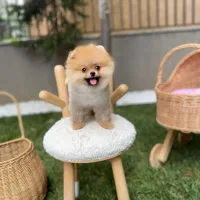 پامرانین پرتغالی ۶۰ روزه