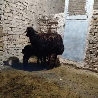 میش|حیوانات مزرعه|نیشابور, فضل|دیوار