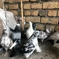 ۱۴کفتر ۱۶۰۰|پرنده|کاشان, پشت شهربانی|دیوار