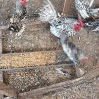 خروس سیبرات