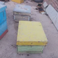 کندو زنبور عسل