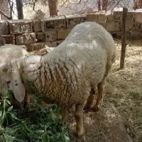 قوچ|حیوانات مزرعه|عنبرآباد, |دیوار