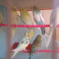 مرغ عشق