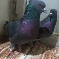 زنگی تهرانی