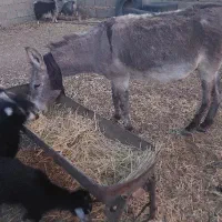 الاغ گله