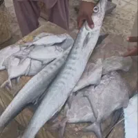 فروش انواع ماهی از چابهار