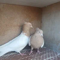 کفتر رنگی کله زرد.کله سرخ|پرنده|رباط‌کریم, شهرک صنعتی زواره‌ای|دیوار