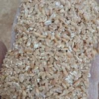 خرد گندم با گندم محلی درجه یک