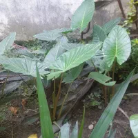 گل طبیعی بابا آدم|گل و گیاه طبیعی|آمل, |دیوار