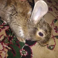 یک عدد خرگوش