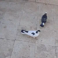 جوجه رنگه|پرنده|مشهد, نیزه|دیوار