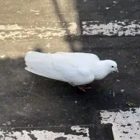 نره با اصل و نصب