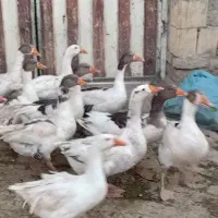 غاز چاق گوشتی