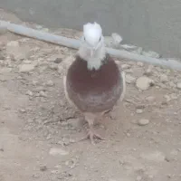 کبوتر