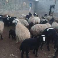 35راس میش|حیوانات مزرعه|اسفرورین, |دیوار