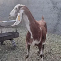 بز بدون بزغاله