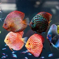 آکواریوم، لوازم جانبی وانواع ماهی های تزئینی