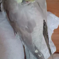 عروس هلندی گم شده