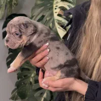 سگ خاص امریکن|سگ|بومهن, |دیوار