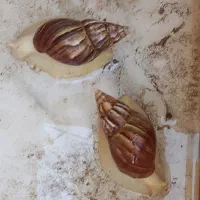 حلزون(توافقی)|خزنده|کاشان, نوش آباد|دیوار