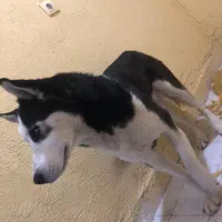 سگ هاسکی قیمت مناسب