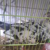 کبوتر پرشی معاوضه میشه