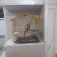 عروس هلندی ۲ماه زیبا وباهوش والبته شیطون