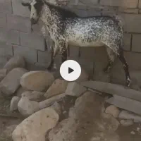 پازن صلاله