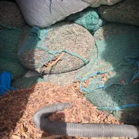 خرما  سلوکی|حیوانات مزرعه|جازموریان, |دیوار