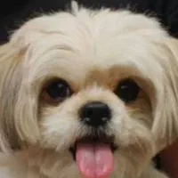 شیتزو پشمالو سفید برفی